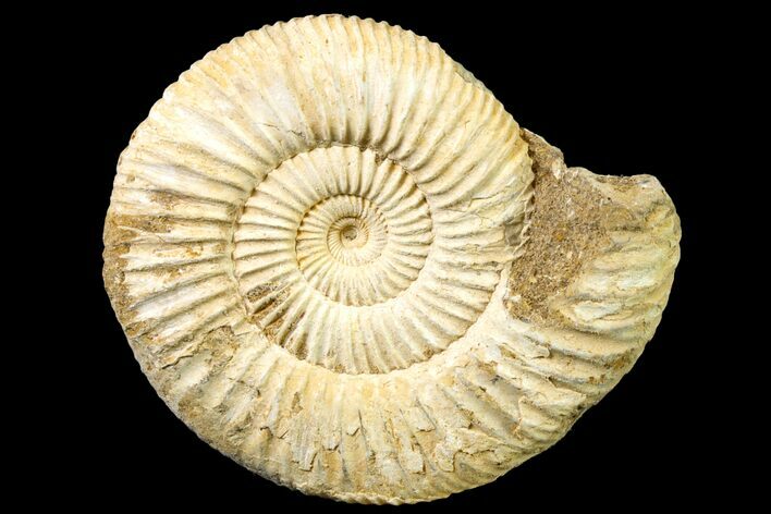 Jurassic Ammonite (Perisphinctes) Fossil - Madagascar #161742